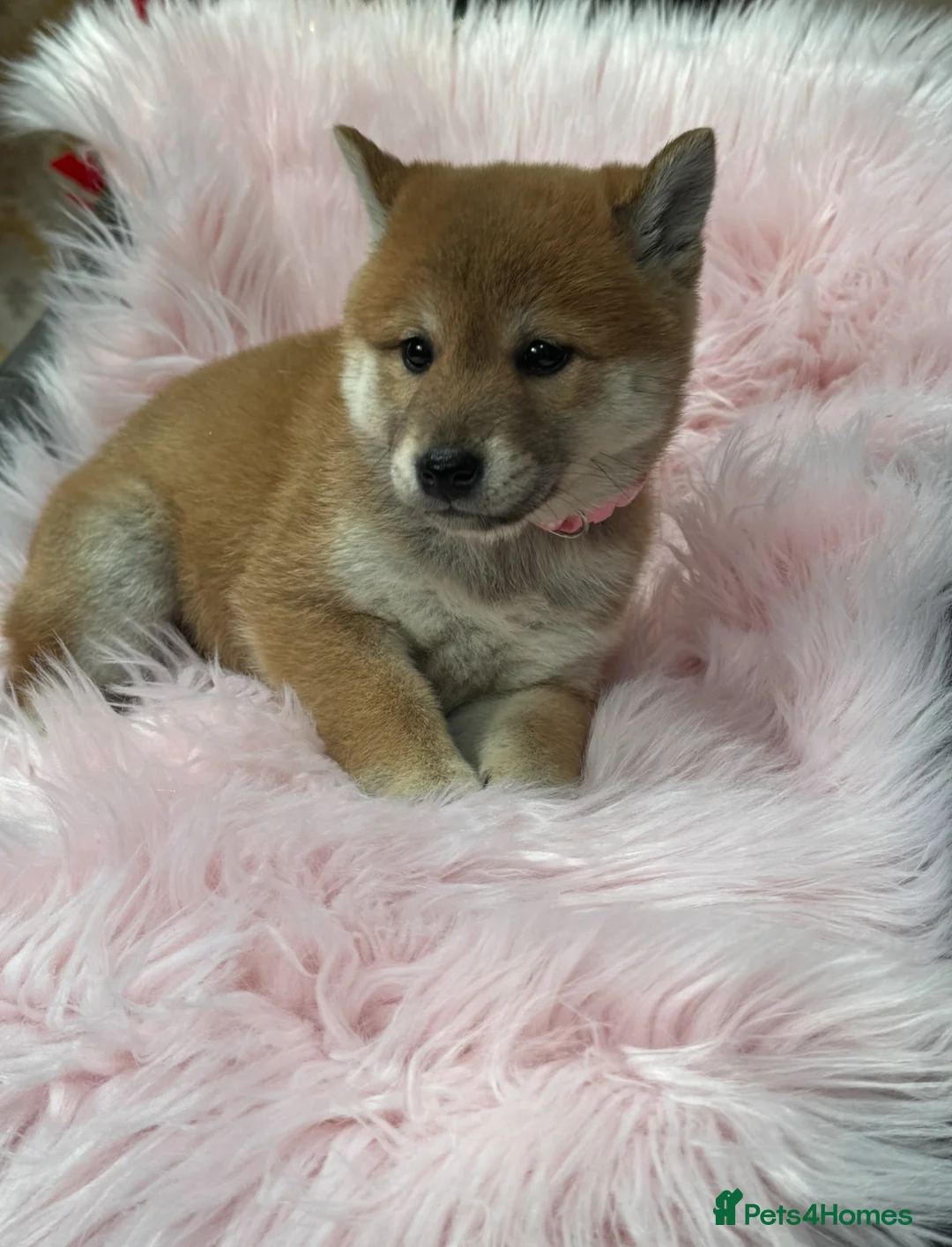 Japanese Shiba Inu dogs for sale: Kc registered Shiba Inu puppies  - Advert 6