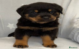 Rottweiler dogs for sale: **Stunning Rottweiler Puppies** - Image 12