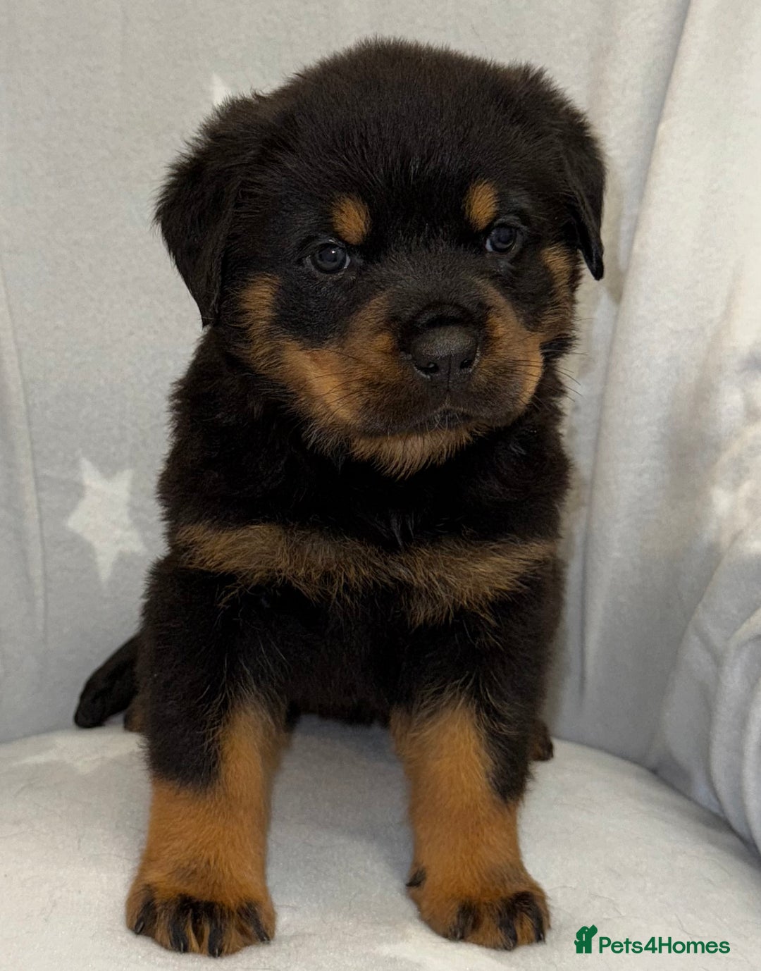 Rottweiler dogs for sale: **Stunning Rottweiler Puppies** - Image 12
