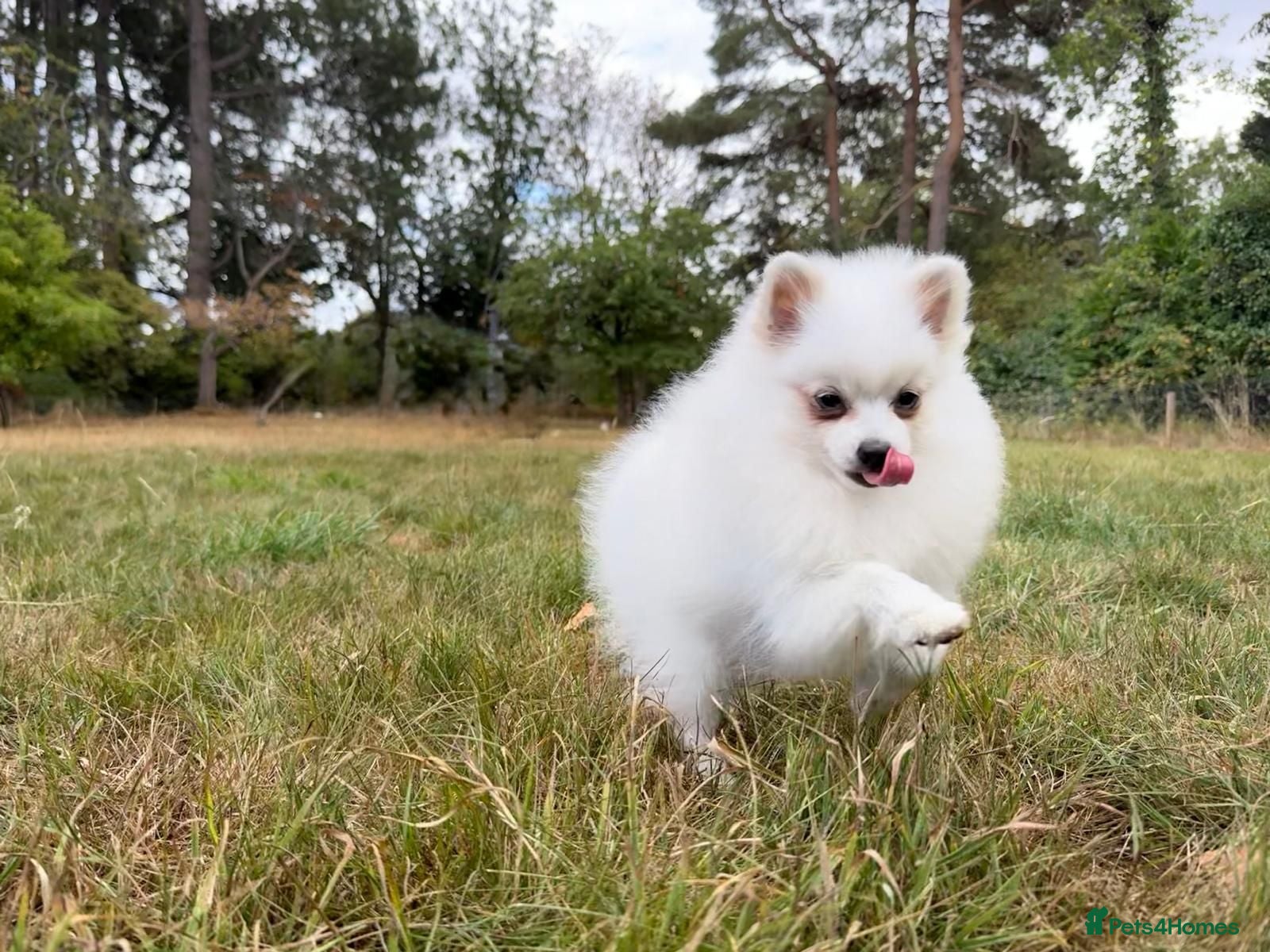 Pomeranian dogs Beautiful Purebred Pomeranian Female 5½ Months Old - Advert 14