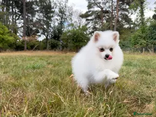 Pomeranian dogs Beautiful Purebred Pomeranian Female 5½ Months Old - Advert 14