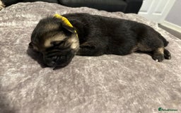 Mixed Breed dogs for sale: Beautiful German shepherd puppies for sale  - Image 2