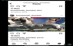 Dachshund dogs for sale: Standard Wirehaired Dacshund  - Image 6