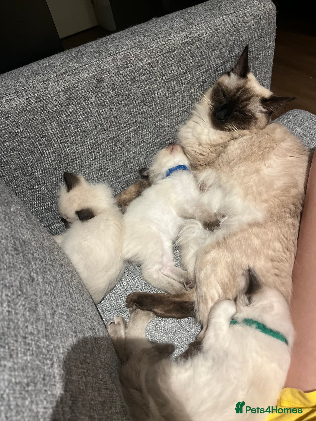 Ragdoll cats for sale: Black point Ragdoll Kittens🖤 - Advert 11