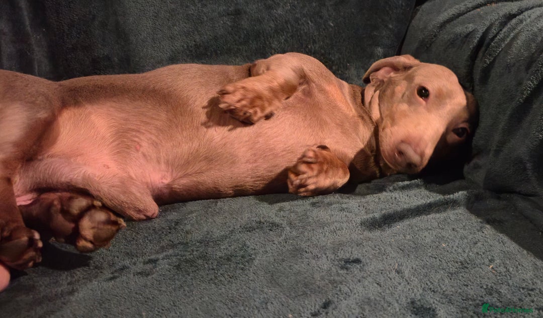 Dachshund dogs for sale: Isabella boy kc registered - Advert 3