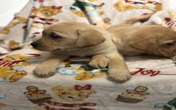 Labrador Retriever dogs for sale: Chunky Labrador Puppys Ready Now!! - Advert 7