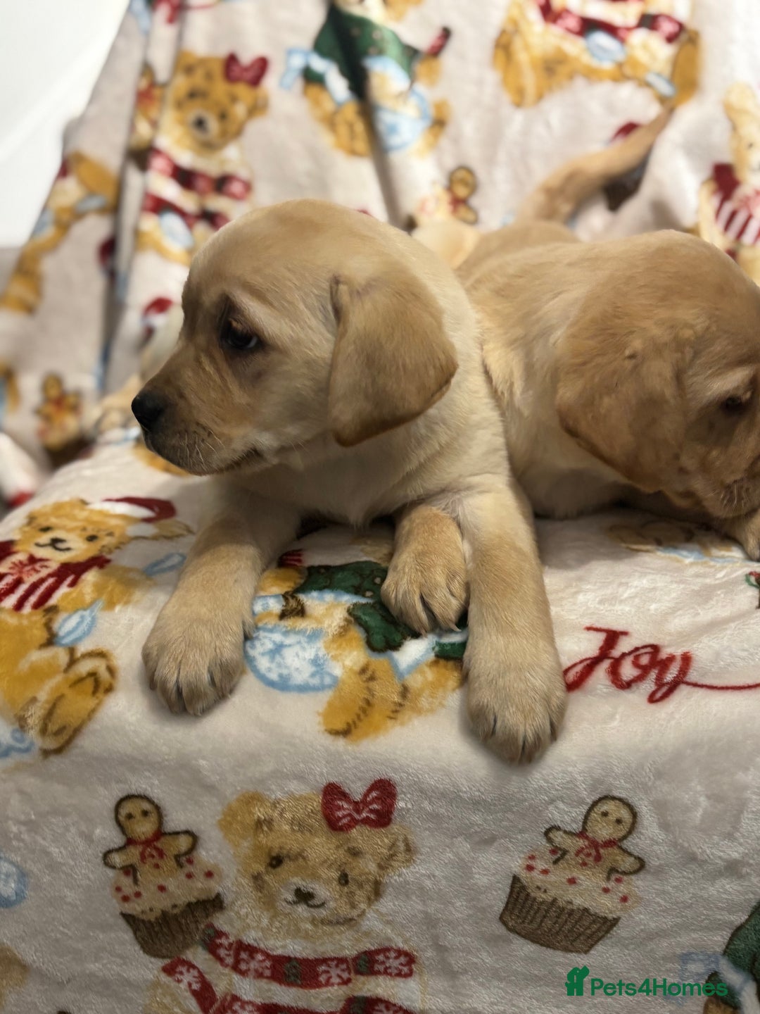 Labrador Retriever dogs for sale: Chunky Labrador Puppys Ready Now!! - Advert 7
