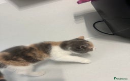 British Shorthair cats for sale: British short hair cross 2 female kittens - Image 7