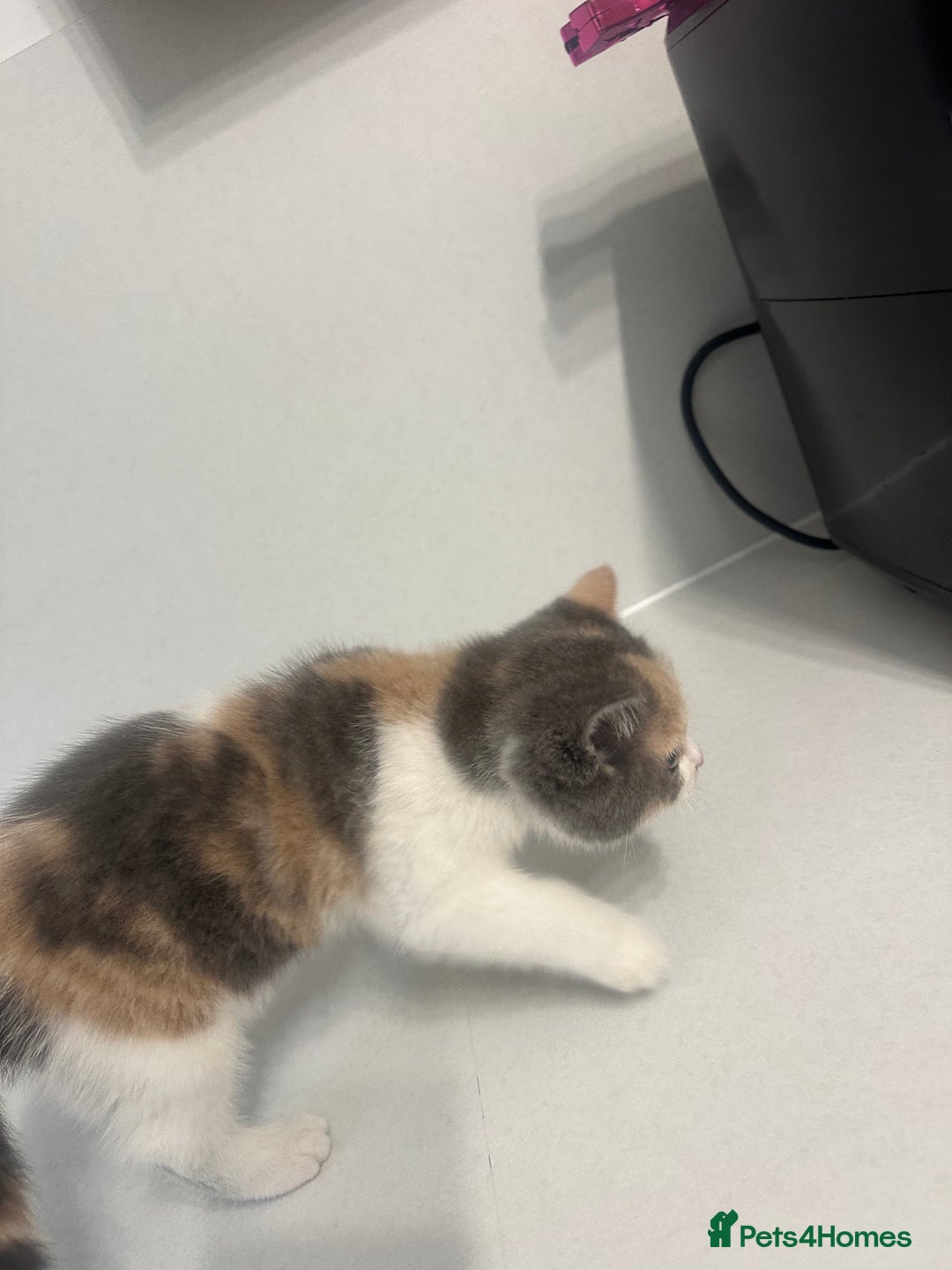 British Shorthair cats for sale: British short hair cross 2 female kittens - Image 7