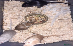 Gerbil rodents for sale: Super friendly gerbils from hobby breeder  - Image 6
