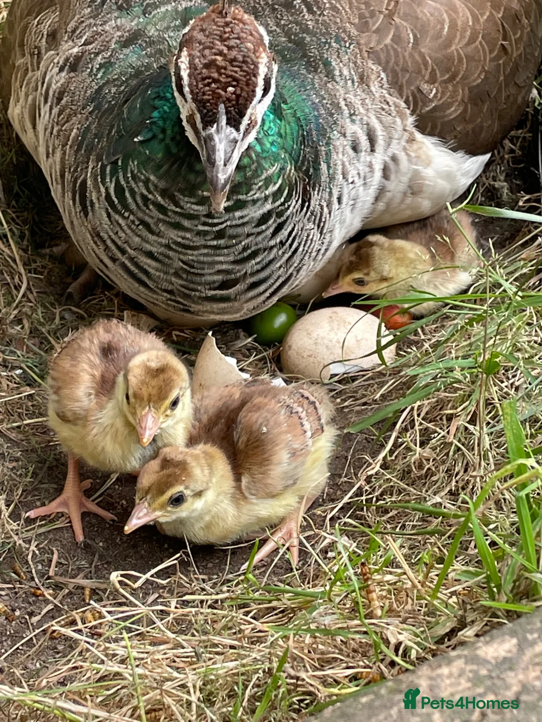 Peafowl poultry for sale: Indian Blue hatching eggs for sale in Congleton - Advert 2