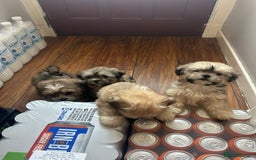 Lhasa Apso dogs for sale: Lhasa apso puppies  - Image 7