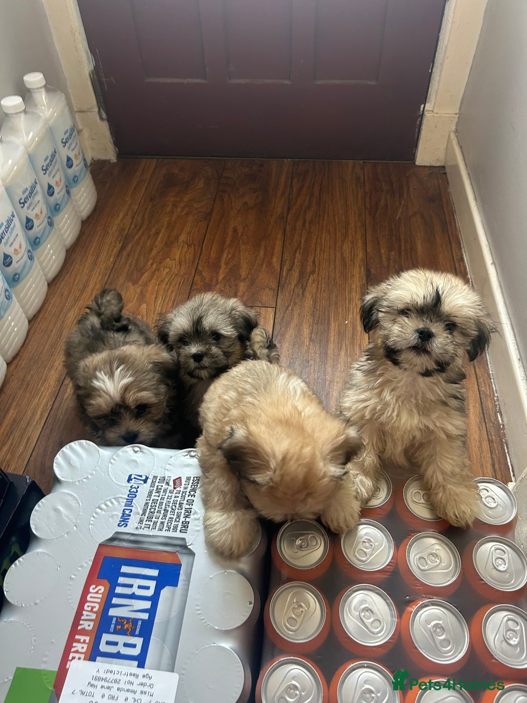 Lhasa Apso dogs for sale: Lhasa apso puppies  - Image 7