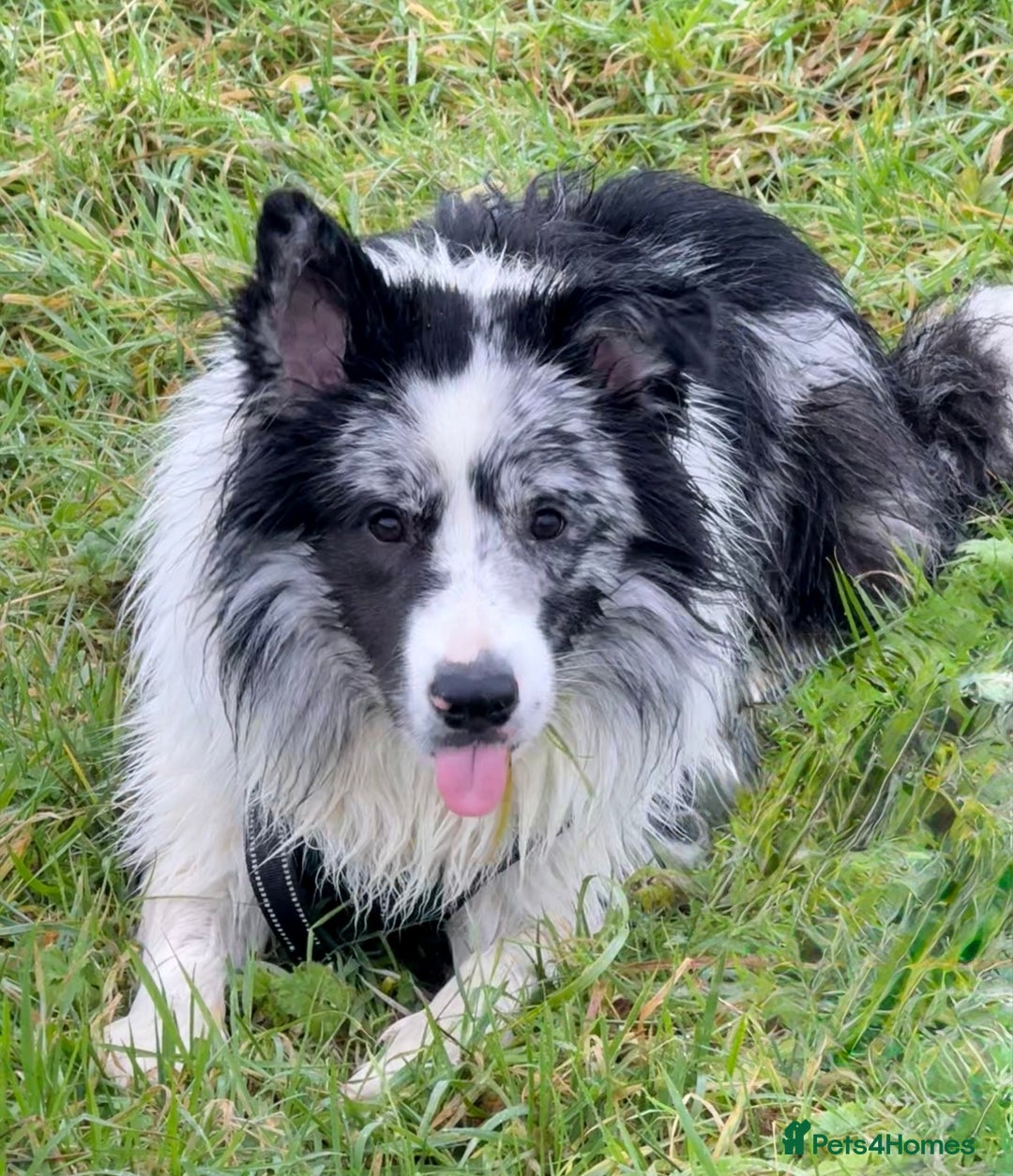 Border Collie dogs for sale: 9 Month old KC Reg, Show Line, Male Border Collie - Advert 12