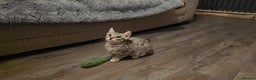Bengal cats for sale: Championship Bengal Kittens  - Advert 3