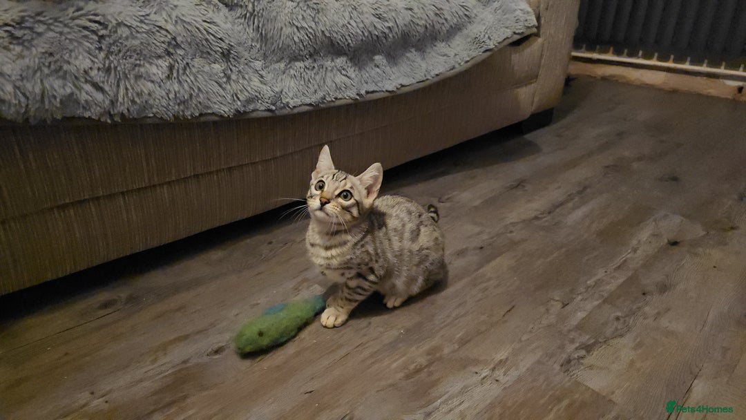 Bengal cats for sale: Championship Bengal Kittens  - Advert 3