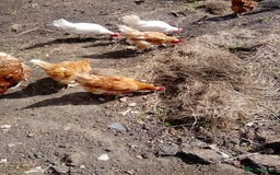 Chickens poultry for sale: Laying hens - Image 5