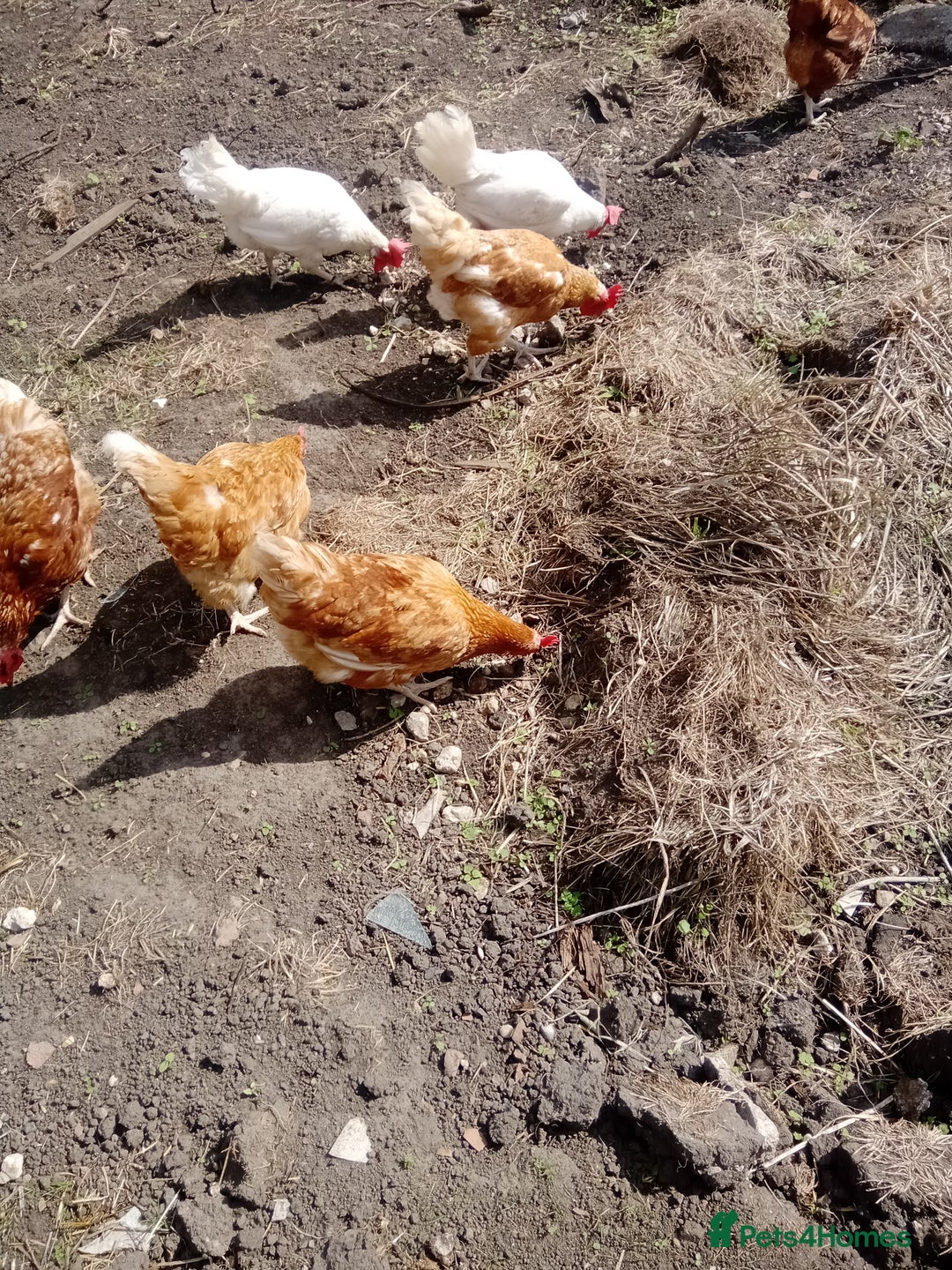 Chickens poultry for sale: Laying hens - Image 5