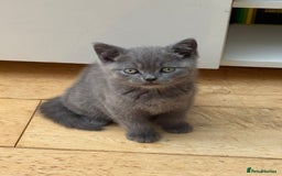 British Shorthair cats for sale: British Shorthair Full Blue Male - Image 1