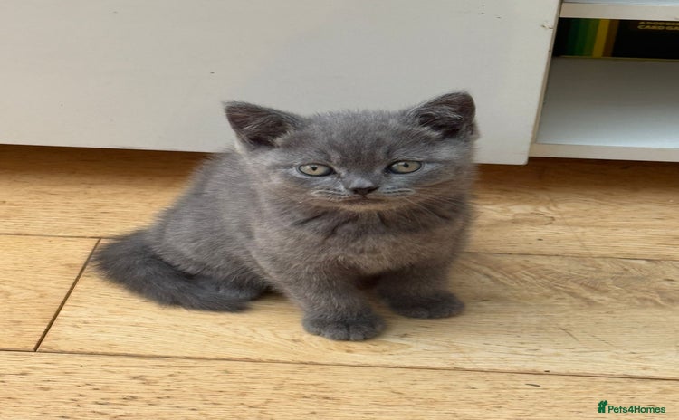British Shorthair cats - Advert 8