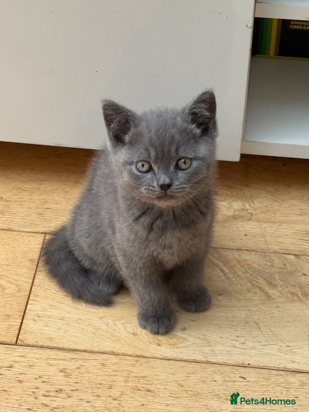 British Shorthair cats for sale: British Shorthair Full Blue Male - Image 1