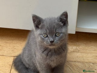 British Shorthair cats - Advert 35