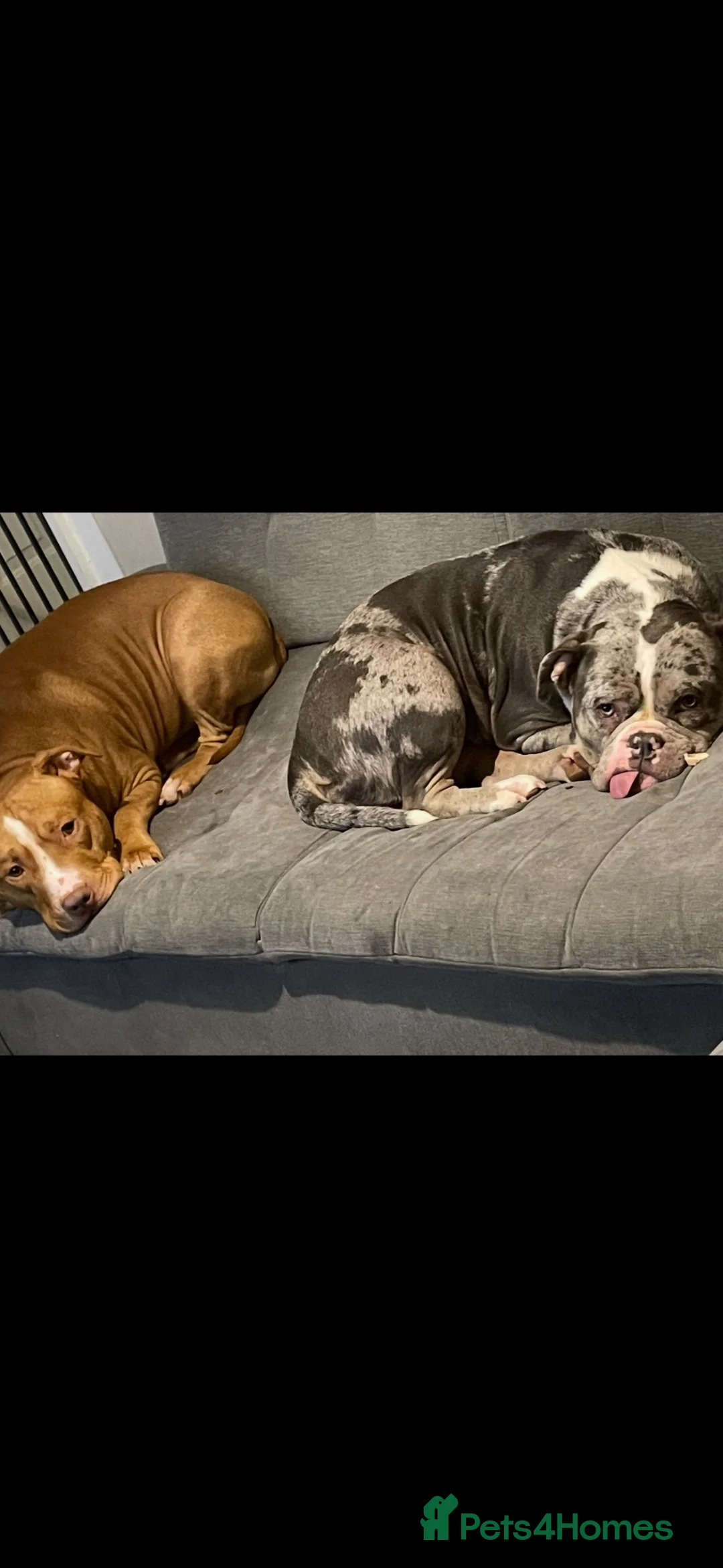 Mixed Breed dogs for sale: Pocket bully x puppies  in Derby - Advert 14