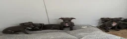 Italian Greyhound dogs for sale: BEAUTIFUL ITALIAN GREYHOUND PUPPIES  - Advert 14