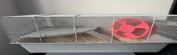 Hamster rodents for sale: Syrian Hamster with cage and accesories - Advert 4