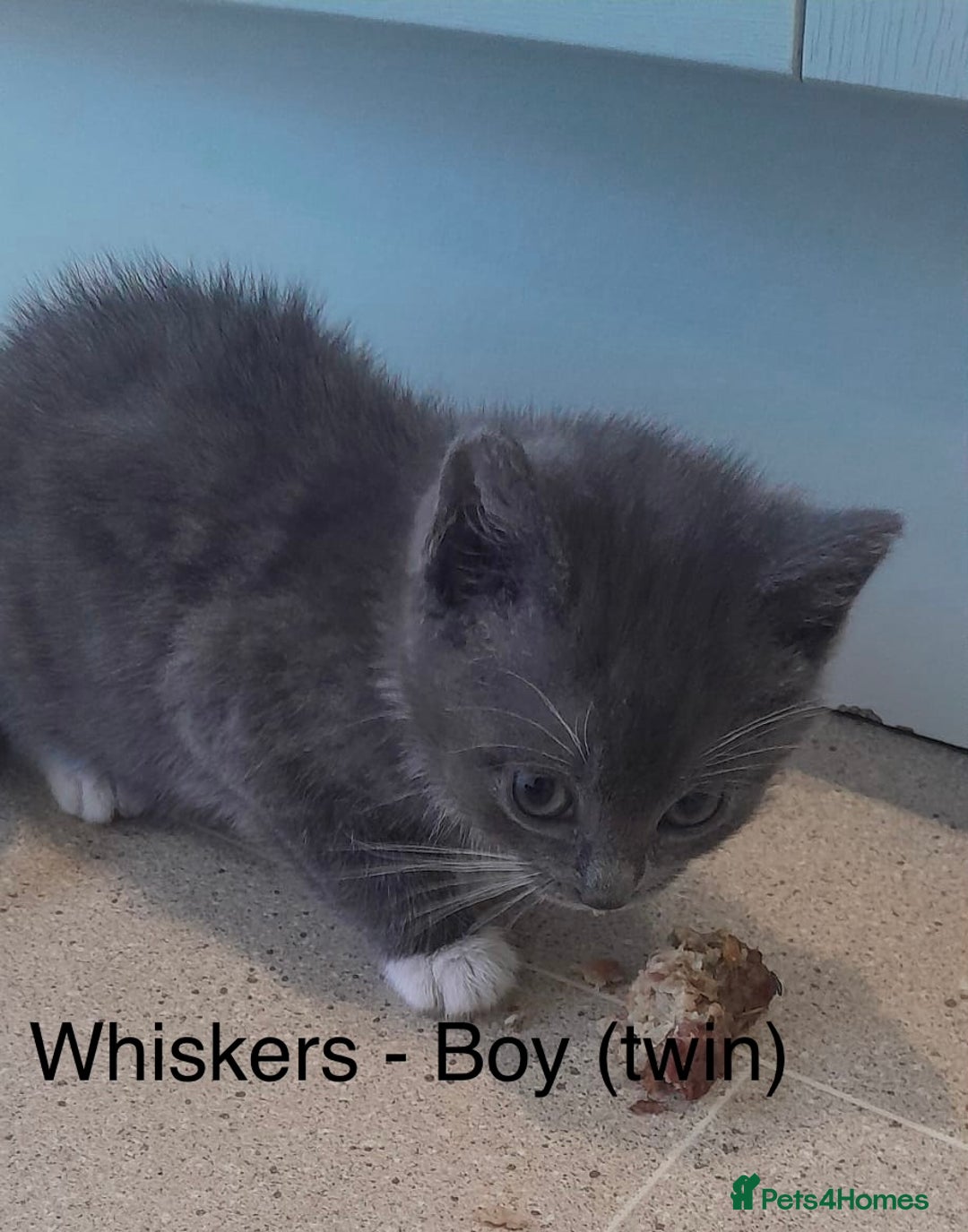 Mixed Breed cats for sale: 4 adorable kittens for sale  - Advert 2