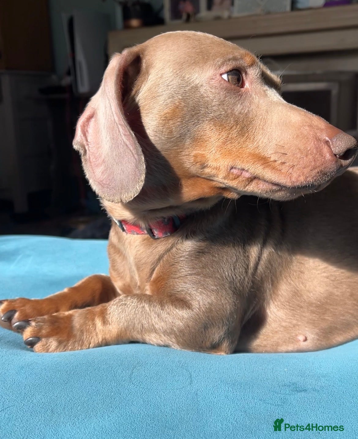 Miniature Dachshund dogs Isabella and tan mini dachshund - Advert 1