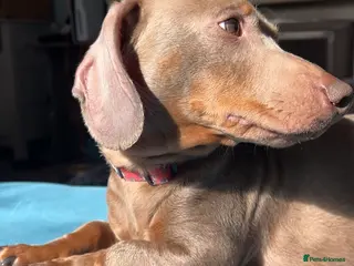 Miniature Dachshund dogs Isabella and tan mini dachshund - Advert 6