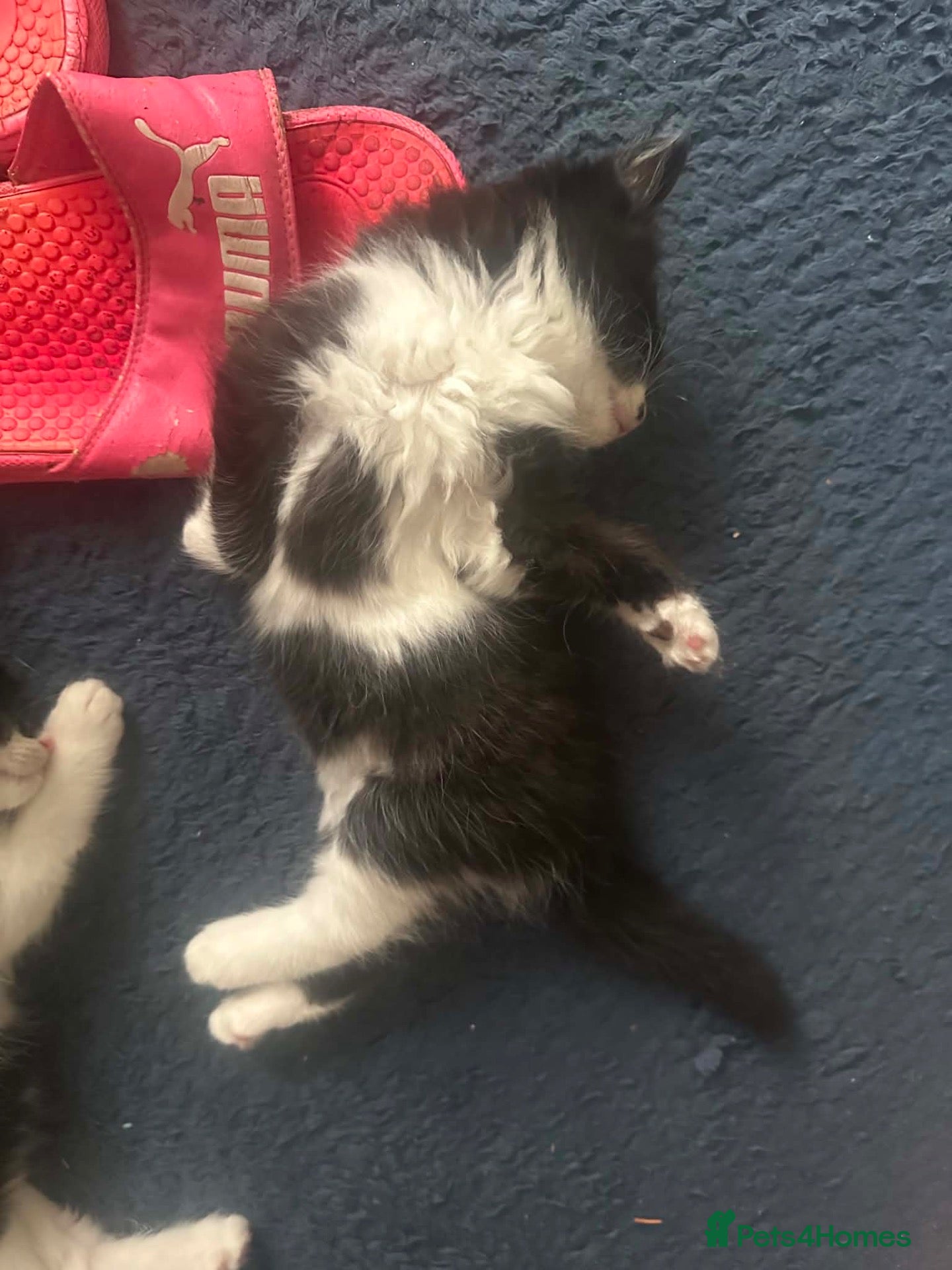 Mixed Breed cats cute kittens🥰 - Advert 1