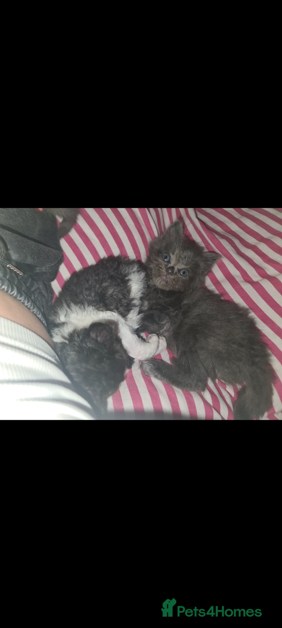 Mixed Breed cats for sale: Fabulous trio  - Advert 4