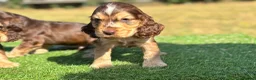 Cocker Spaniel dogs for sale: Beautiful litter of qauilty show type cockers  - Advert 7