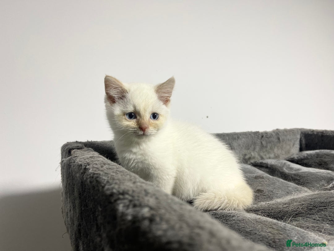 British Shorthair cats for sale: White british shorthair GIRL with blue eyes - Advert 4