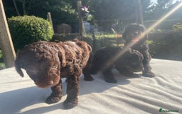 Cockapoo dogs for sale: Cockapoo Ready to leave now💕Only 1 boy left! - Image 10