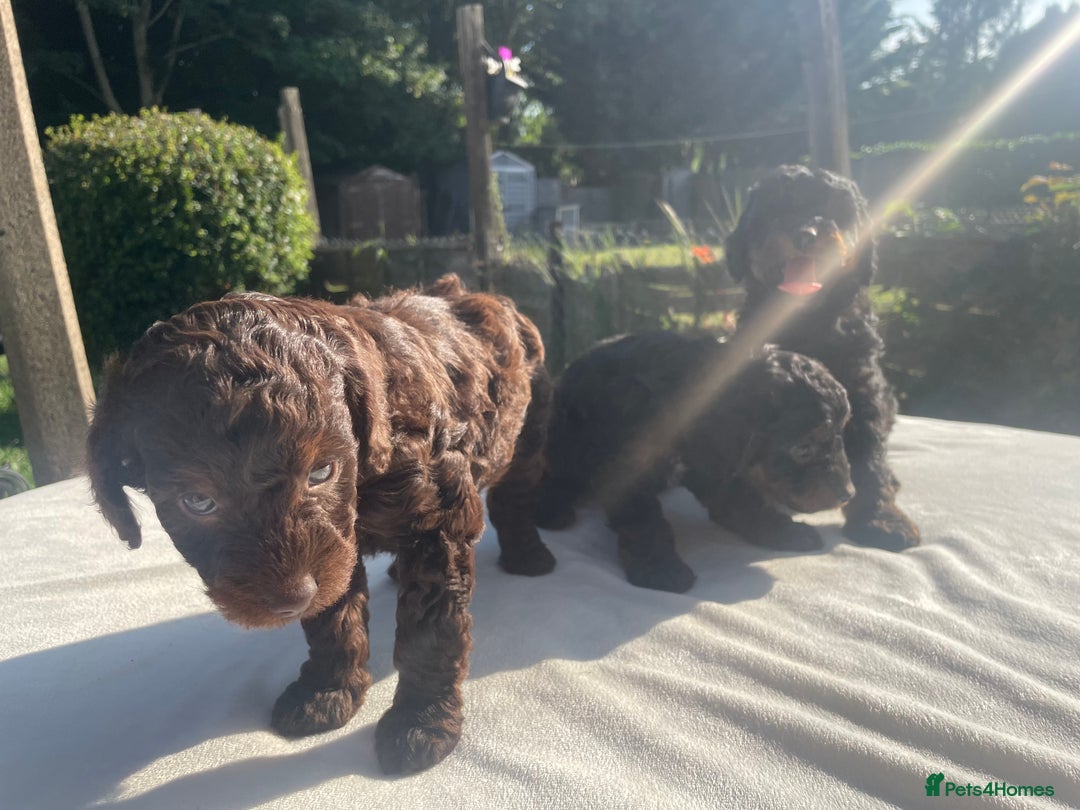 Cockapoo dogs for sale: Cockapoo Ready to leave now💕Only 1 boy left! - Image 10