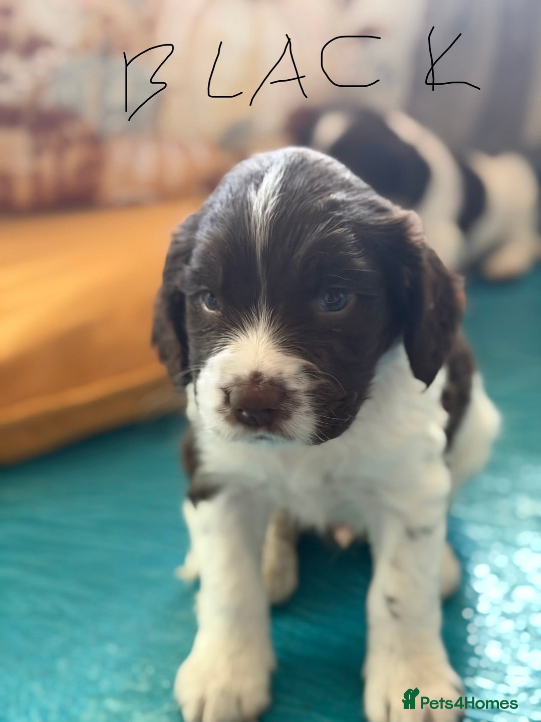 English Springer Spaniel dogs for sale: Springer Spaniel - Image 2