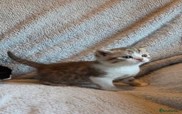 British Shorthair cats for sale: Beautiful unusual British shorthair kittens - Image 34