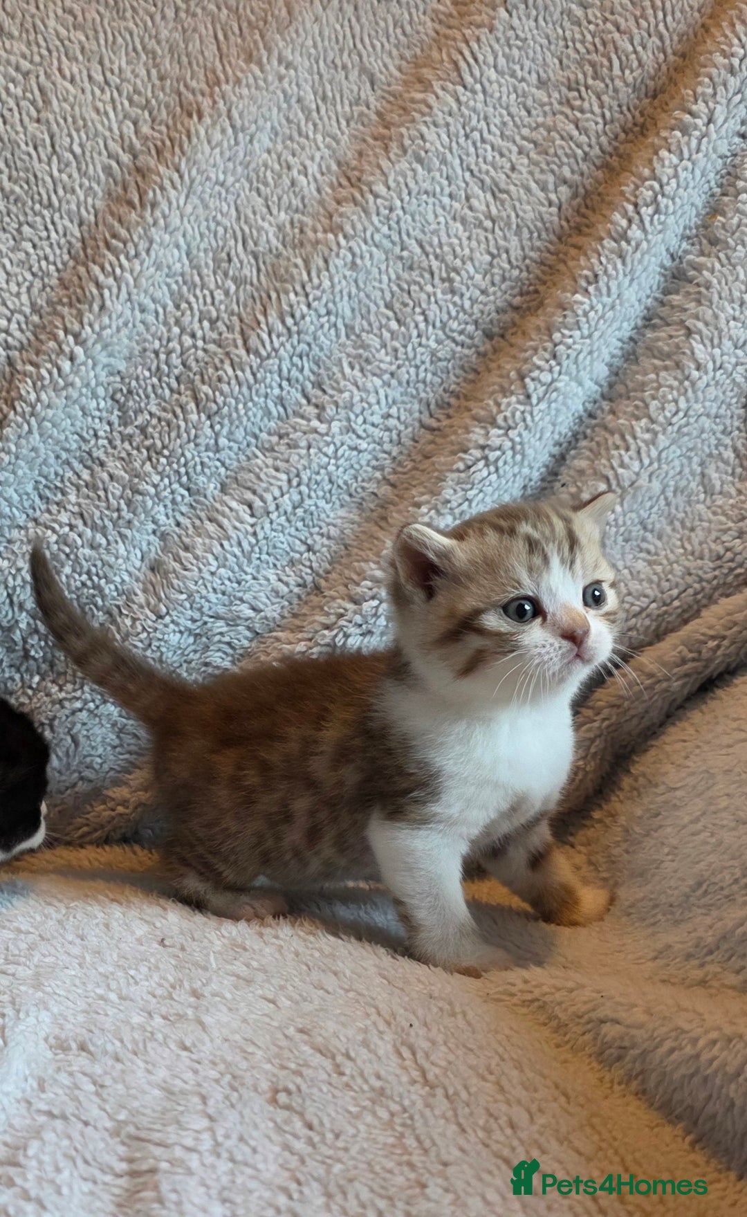 British Shorthair cats for sale: Beautiful unusual British shorthair kittens - Image 34