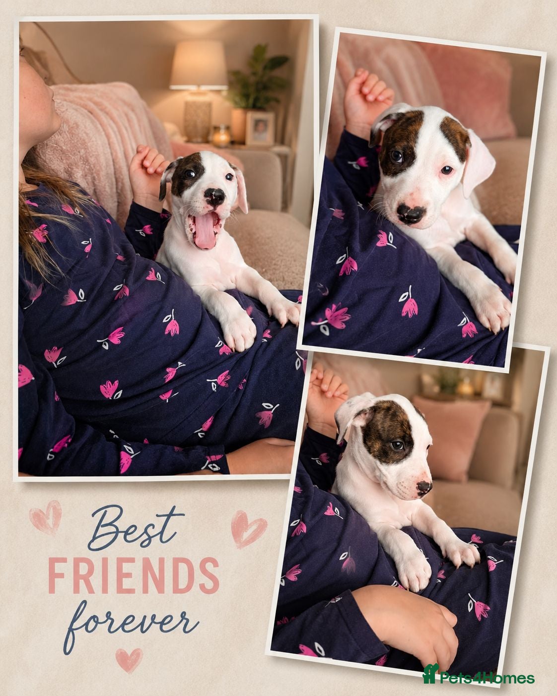 Staffordshire Bull Terrier dogs PRICE REDUCED XXX Staffordshire Bull Terrier Pups - Advert 5