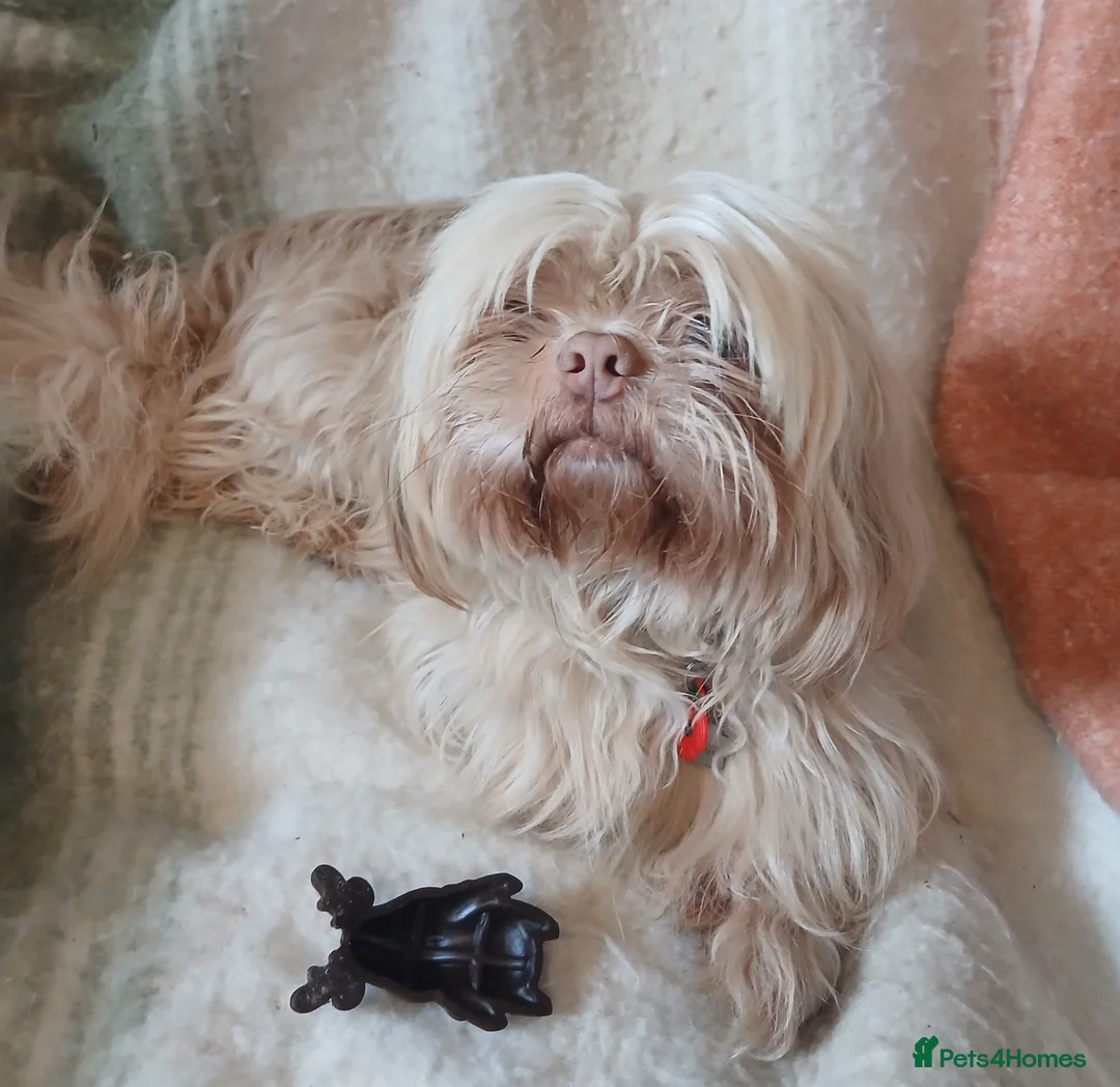 Shihpoo dogs for sale: READY NOW - Beautiful Shihpoo puppies - Advert 8