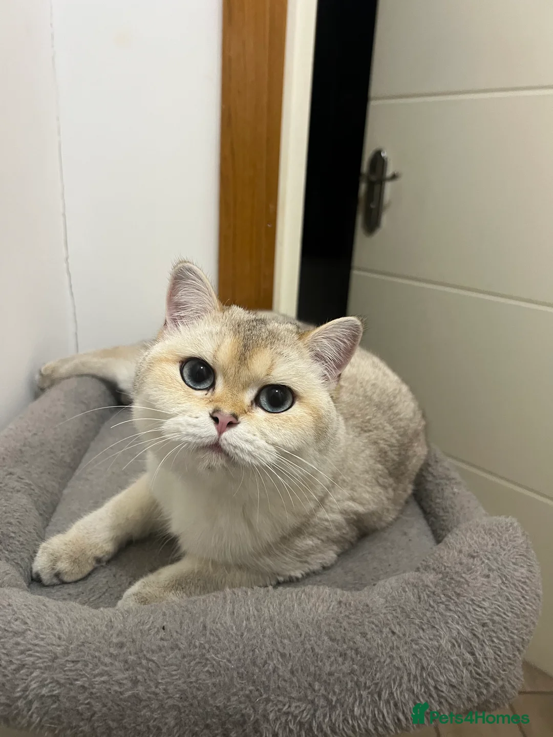 British Shorthair cats for sale: Female BSH - Advert 1