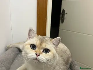 British Shorthair cats Female BSH - Advert 1