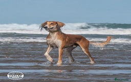 Saluki dogs for sale: 2 year old kc saluki male  - Image 1