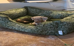 Dachshund dogs for sale: Mrs Kelly Armstrong  - Image 7