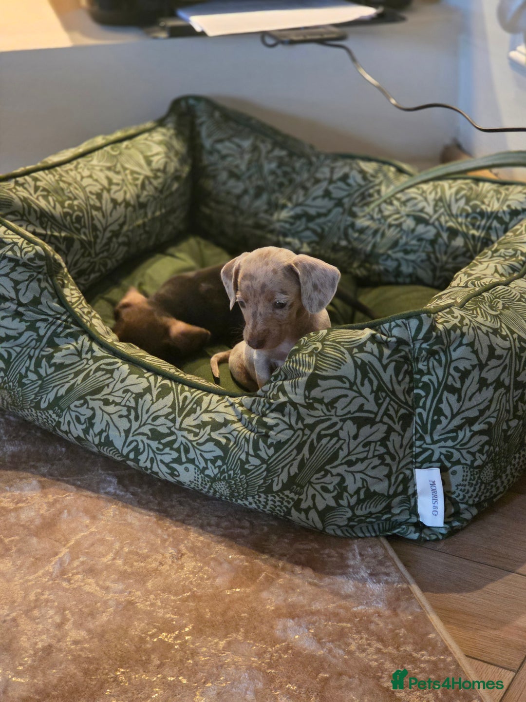 Dachshund dogs for sale: Mrs Kelly Armstrong  - Image 7