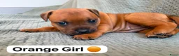 Staffordshire Bull Terrier dogs for sale: Stunning Red Staffordshire Bull Terrier Puppies - Advert 14