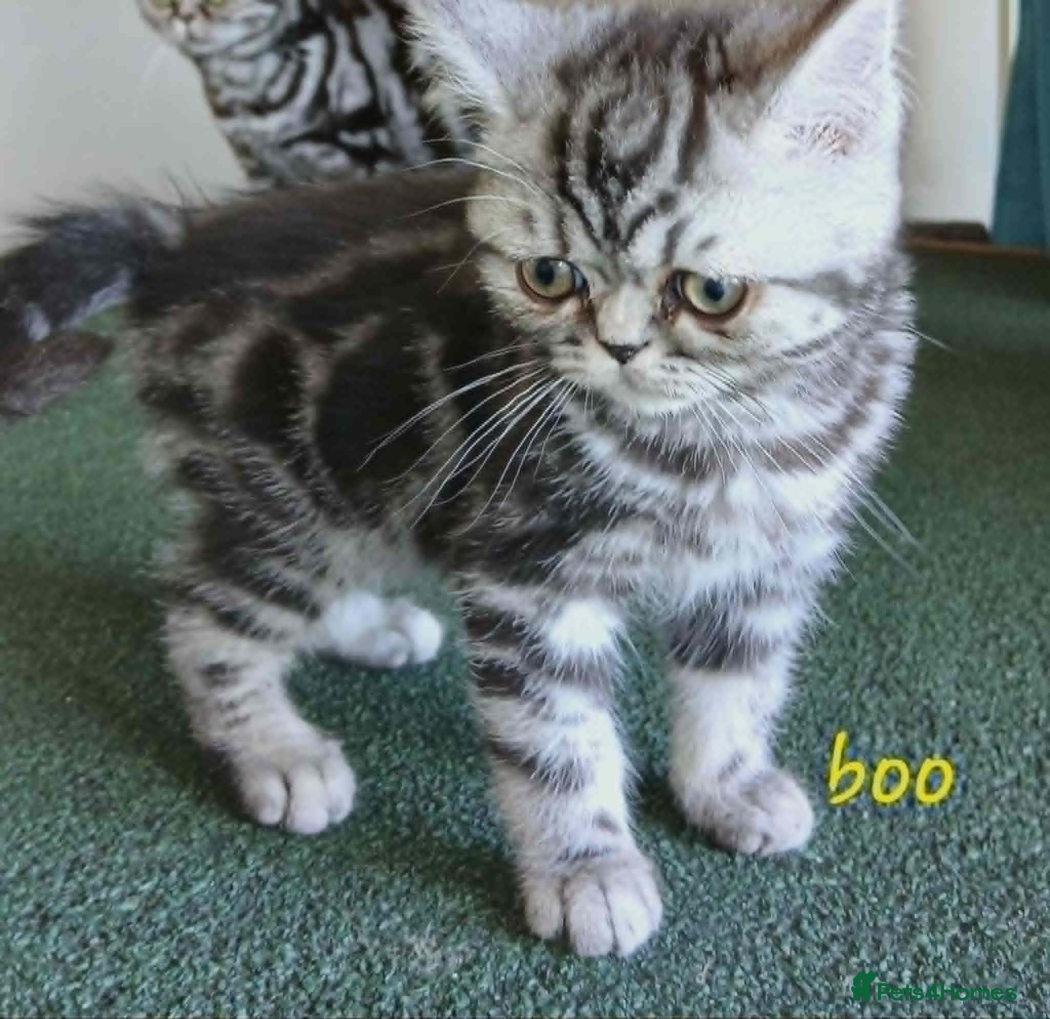 British Shorthair cats Bsh. Silver clasic tabby . - Advert 3